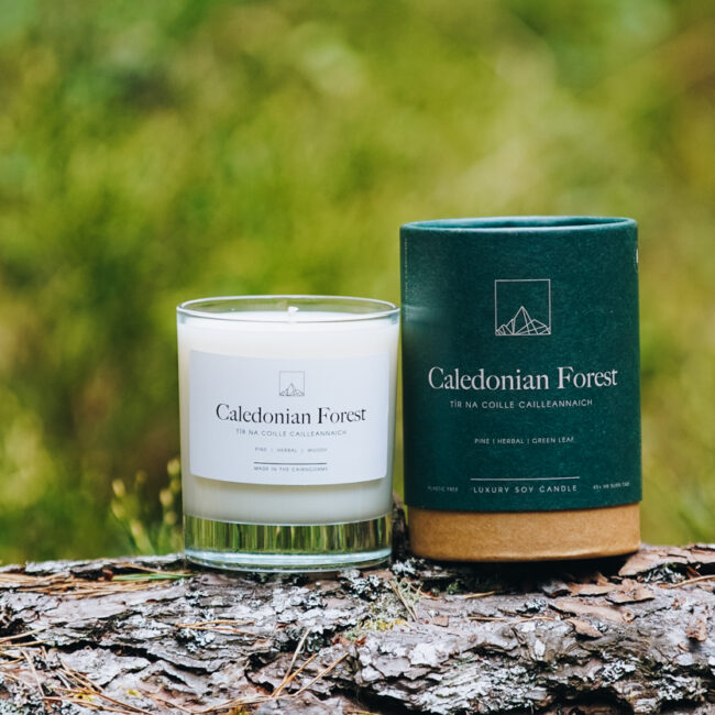 Caledonian Forest Candle