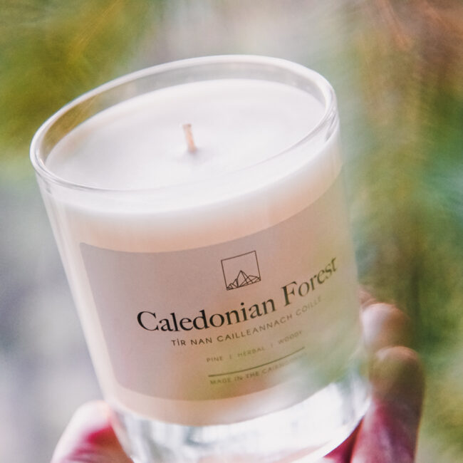 Caledonian Forest Candle